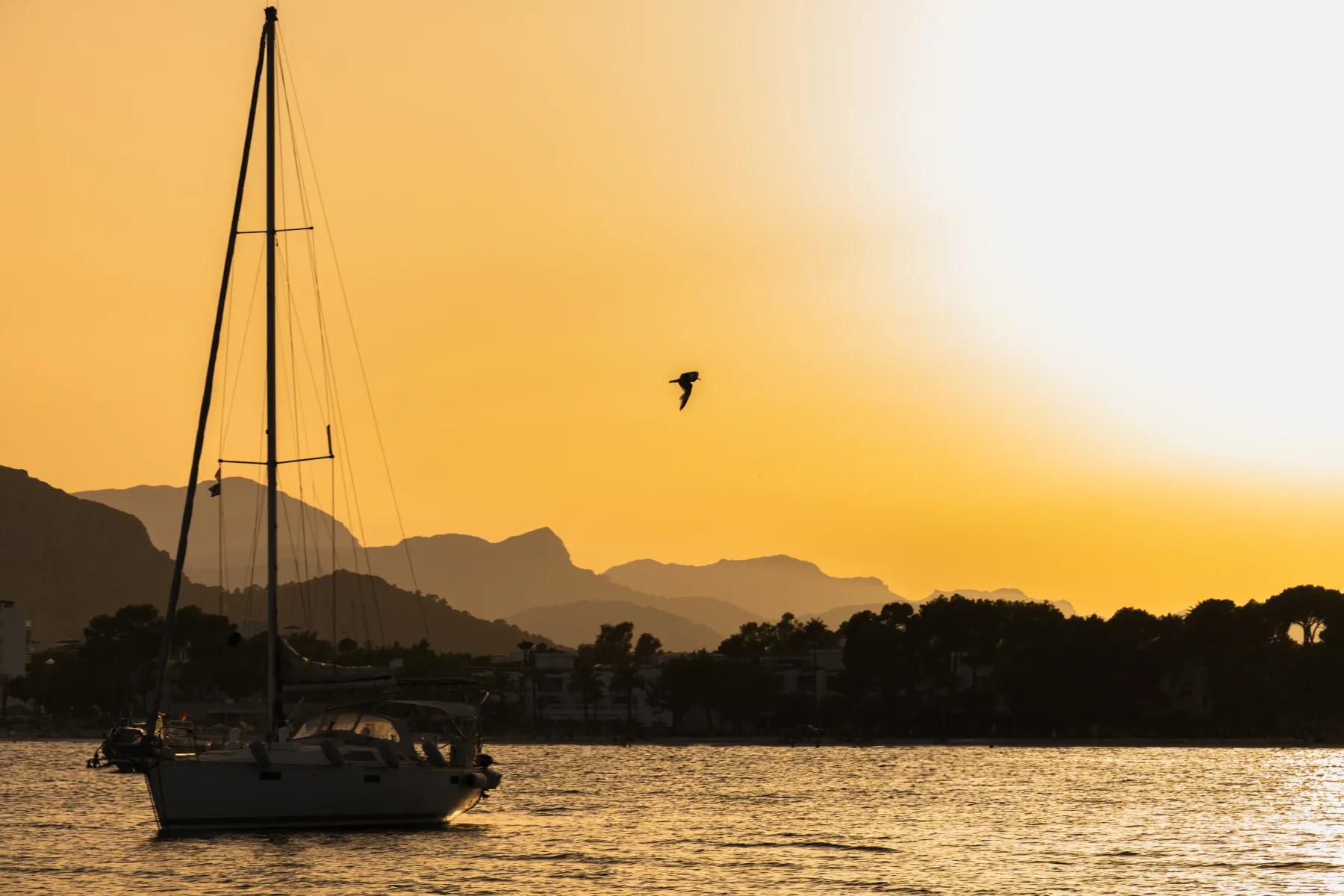 Velero y gaviota sobre el atardecer dorado de Alcudia